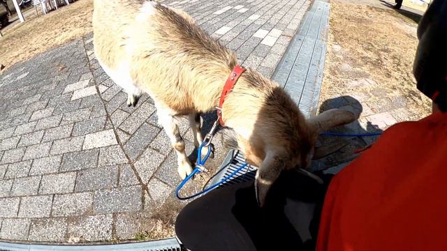 九州バイク旅 9日目 鹿児島観光編 溝ノ口洞窟、たまご牧場、えびの高原、霧島温泉、丸尾滝、ほか