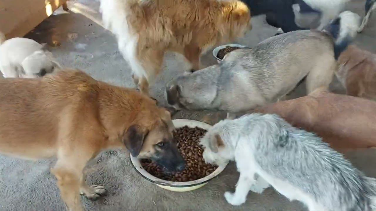 приюту опять подарили сухой корм! Собачки рады. #приютдлясобак #animalshelter