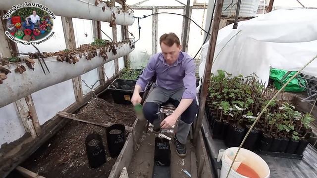 Как получить урожай винограда на 2 год. Лучший способ посадки осенних саженцев #ТриЭкоВиноградник