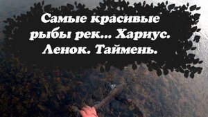 Поймал самые красивые виды рыб наших рек! Рыбалка осенью на поплавок и мушку. Ленок. Хариус. Таймень