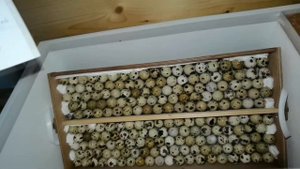 Правильная инкубация перепелов, 95% вылупление гарантировано!!!! Из 180 оплод яиц, 172 цыпленка!