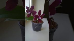 фаленопсис черная жемчужина Phalaenopsis Black pearl. Черная орхидея
