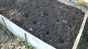 Посадка чеснока осенью! Очень удобный способ посадки!