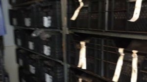 Хранение пионов зимой.Как хранить пионы зимой до посадки.