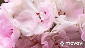 ПЕЛАРГОНИЯ ЮГ БЕЛЫЙ МЕДВЕДЬ // КОЛЛЕКЦИЯ ЛИПАТРВОЙ АНАСТАСИИ // ВАЦАП 89152458159 ПИСЬМЕННО