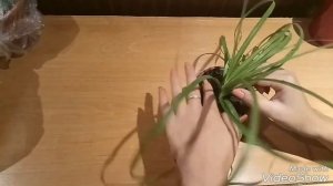 Бокарнея. Нолина. Слоновья нога. Размножение черенком. Укоренение в земле.