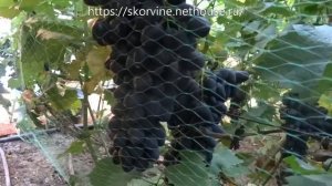 Сорта винограда Забава 2017