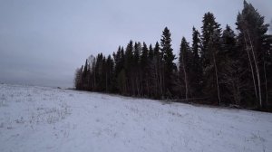 Охота с гончими по первому снегу на серой тропе в Кировской области.