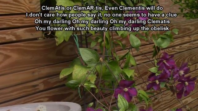 Clematis (AKA Clementine) - P.M.Adamson смотреть онлайн