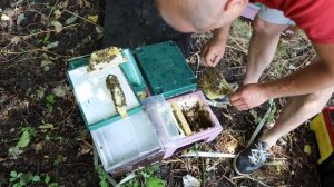 #Бакфаст и цена островных маток #пчёл Бакфаст (NL)