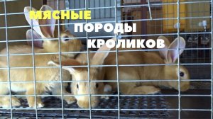 Бургундские,  калифорнийские и шиншилловые кролики на ферме Моряк