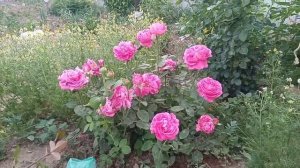 Поль Нейрон роза гүлі .#роза поль нейрон#пионавидная роза.