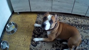 СОБАКА ОТКАЗЫВАЕТСЯ ОТ ЕДЫ ЧТО ЭТО ЗНАЧИТ