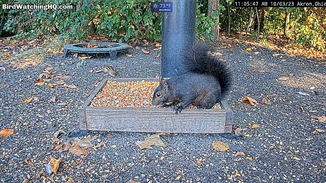 Черная белка продолжает прогонять серых белок#Cam in Ohio! смотреть онлайн