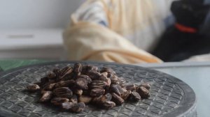 Где купить семена бонсай? Семена бонсай с Алиэкспресс - миф или реальность?