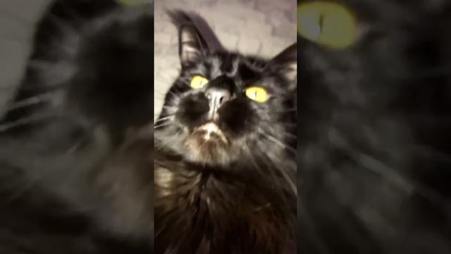 Смотреть кот мейн кун смотреть онлайн