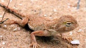 РАСТИТЕЛЬНЫЙ И ЖИВОТНЫЙ МИР СТАВРОПОЛЬСКОГО КРАЯ