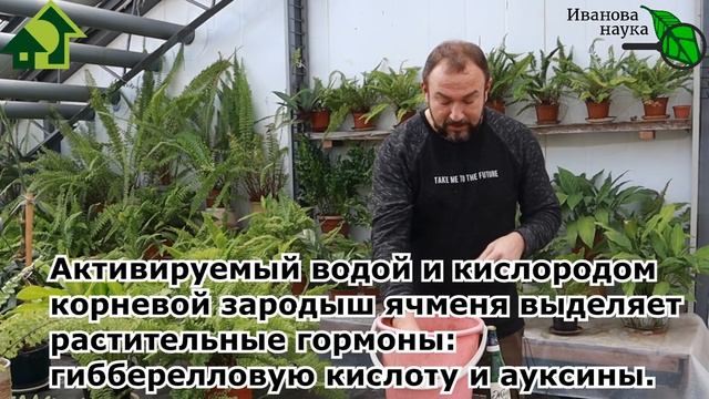 Любая РАССАДА станет КРАСИВОЙ! ВМЕСТО ДОРОГИХ УДОБРЕНИЙ И ПОДКОРМОК - ОДНО ДЕШЕВОЕ СРЕДСТВО. смотреть онлайн