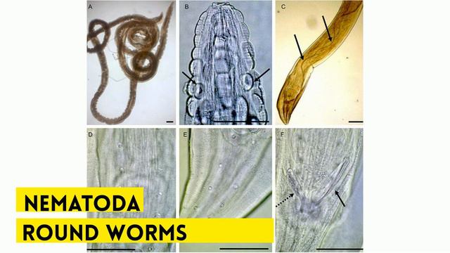 Animal Traits and Classification смотреть онлайн