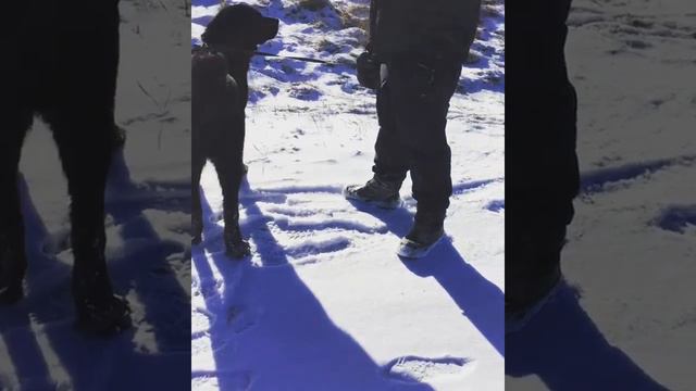 Байсият 8 мес и Газван 3,5 года, черный алабай, азиат, среднеазиатская овчарка, щенки СПБ смотреть онлайн