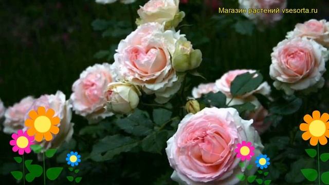 Роза чайно-гибридная Иден. Краткий обзор, описание характеристик, где купить саженцы Eden смотреть онлайн