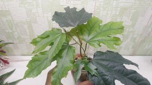 Passiflora Distaphana Peru для Анфисы.