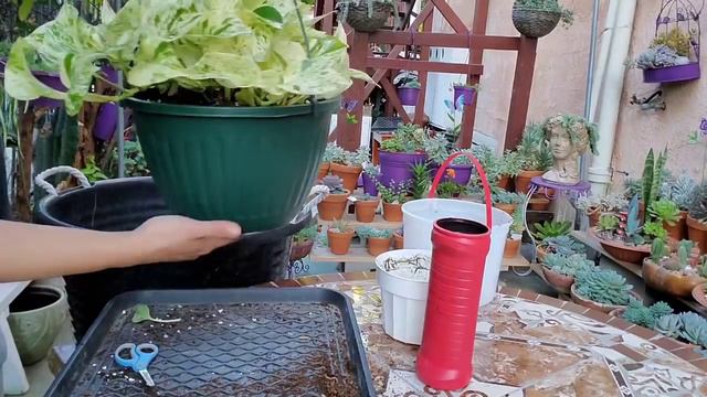 Mi colección de pothos #transplante #riegos #ubicada #sustrato смотреть онлайн