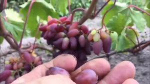 Виноград  Карнавал