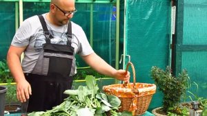 Кольраби. Капуста кольраби. Кольраби в ведре.Тестирование.