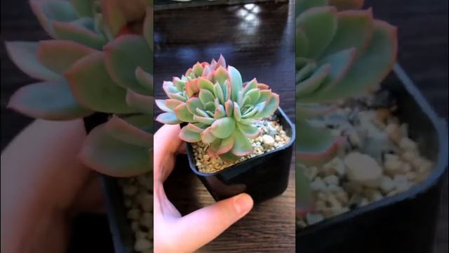 Echeveria Luella моя любовь) растёт на глазах, делит головы