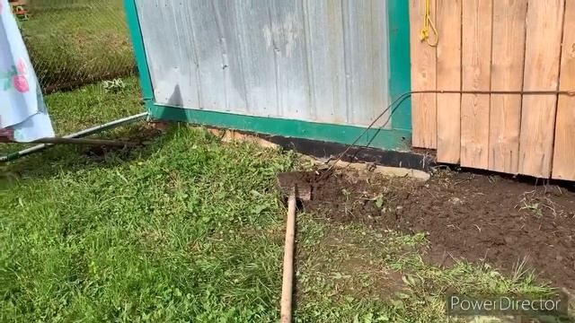 Эпопея с ипомеей/пятой точкой к верху #дача смотреть онлайн