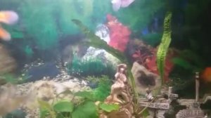 Рыбка плавает кверху брюхом, что делать? она умерла? Спрашивали отвечаем