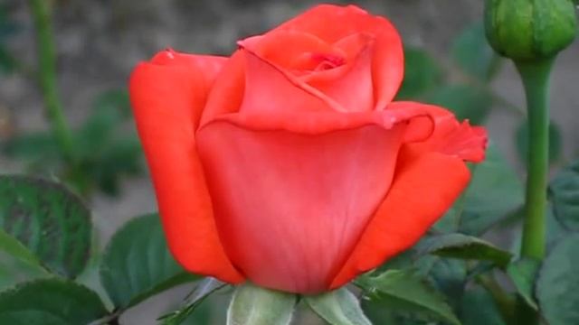 Троянда Супер Стар смотреть онлайн