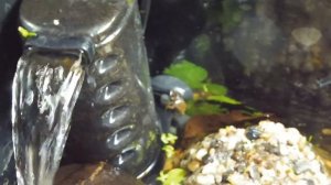 КРАБ НА СТЕНКЕ ( МАРИ МИСТИК ) ДЕТКИ КРАБОВ КРАСНЫЙ ДЬЯВОЛ