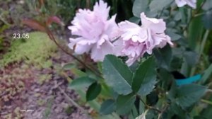 rose garden tour #розы Кутюр Роз Талия -  7 дней цветения