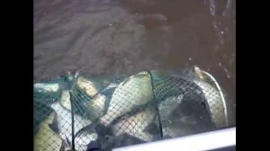 Рыбалка в Курской области.Мой улов на рыбалке в Курской области