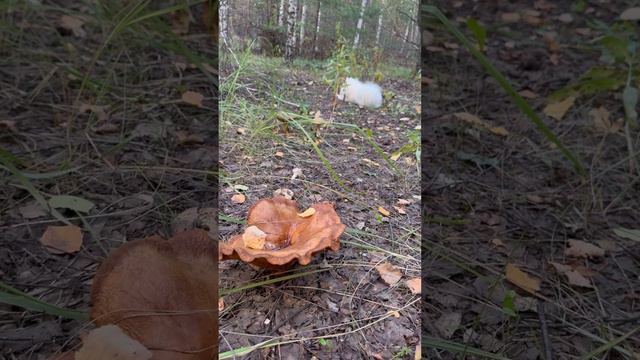 Зачастили в лес🌳 #обычнаястудентка #аннакошинская