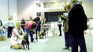 "Енисейский меридиан" ринг стаффордширских бультерьеров