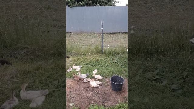 Жизнь в деревне. Мускусные утята и цыплята разных пород. смотреть онлайн