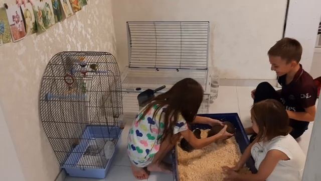 Морские свинки и дети смотреть онлайн