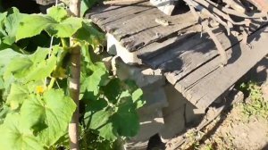 БУХЛО ТВ. БУДНИ АЛКАША. КИТАЙская СТЕНА.