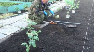 Выращивание арбузов в Средней Полосе. Посадка арбузов 2016 год.