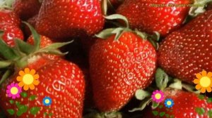Земляника садовая Ламбада. Краткий обзор, описание характеристик fragaria ananassa Ламбада