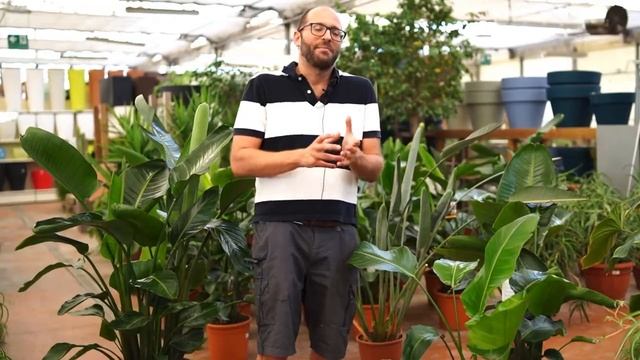 Strelitzia Nicolai e Strelitzia Reginae: Dove, Quando, Come e Perché Coltivarla смотреть онлайн