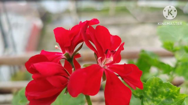 Hamro Phulbari मा फुलिरहेका सुन्दर-सुन्दर फूलहरू || смотреть онлайн