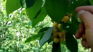 Черешня сорта Нежность.