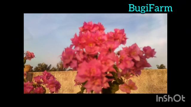 Bougainvillea i'd- los banos beauty in full bloom. смотреть онлайн