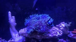 Black Storm Clownfish in Ritteri Anemone