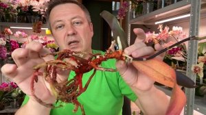 орхидея жемчужина сушит корни и листья орхидеи. ПРОВОРОНИЛ ОРХИДЕЮ