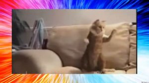 Уморный танцующий кот  Обсмеётесь!